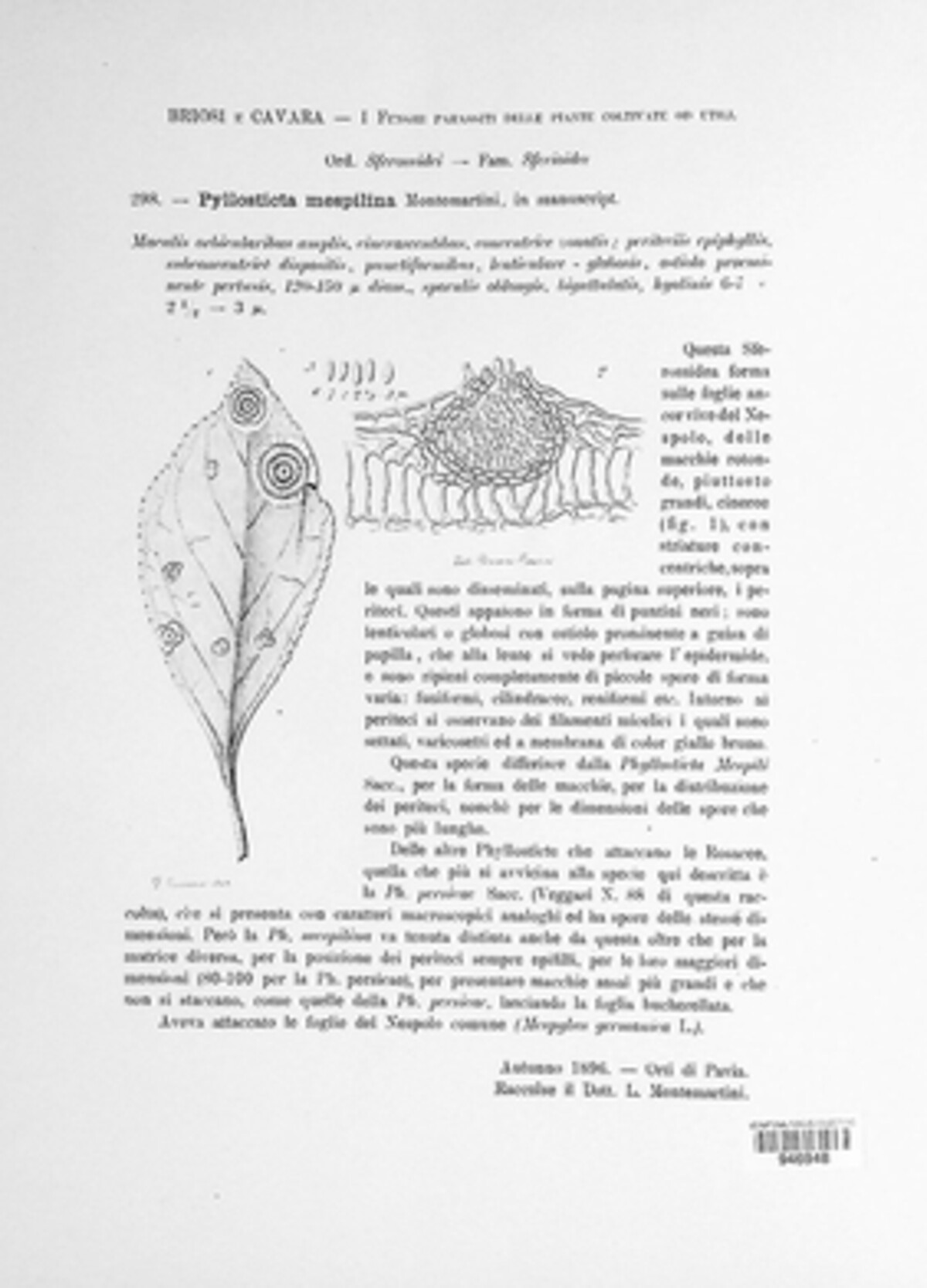 Phyllostictella mespili image